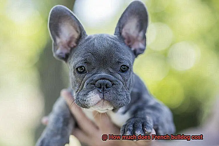 How much does French bulldog cost-4