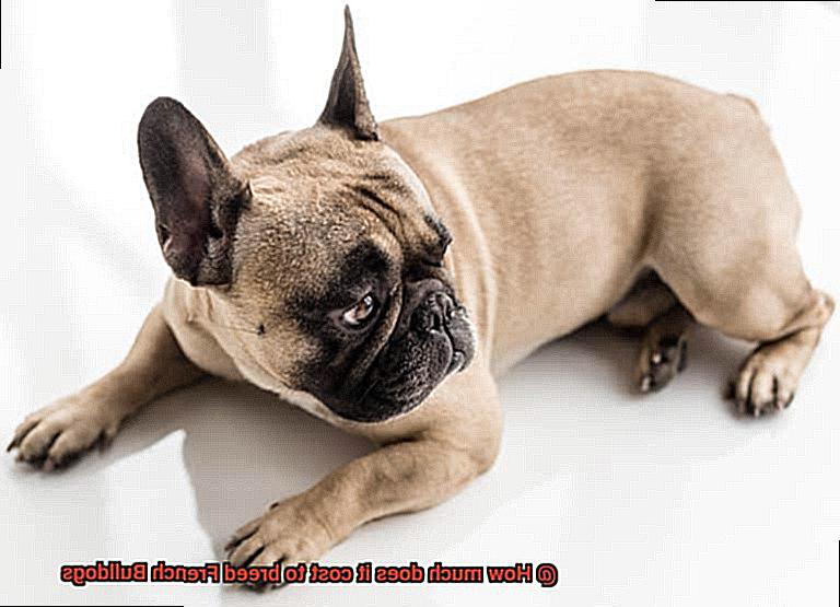 How much does it cost to breed French Bulldogs-4