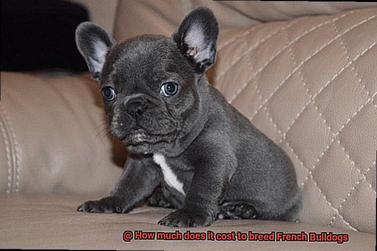 How much does it cost to breed French Bulldogs-2