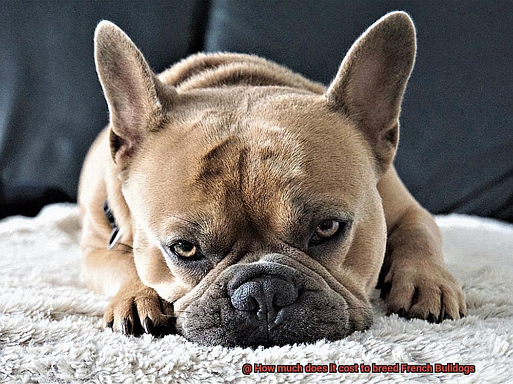 How much does it cost to breed French Bulldogs-3