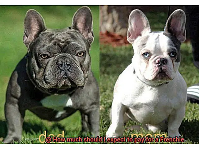 How much should I expect to pay for a Frenchie-5