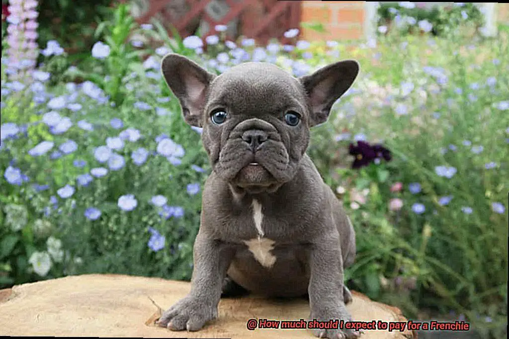 How much should I expect to pay for a Frenchie-6