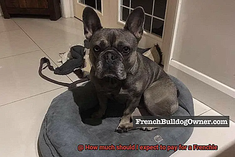 How much should I expect to pay for a Frenchie-3