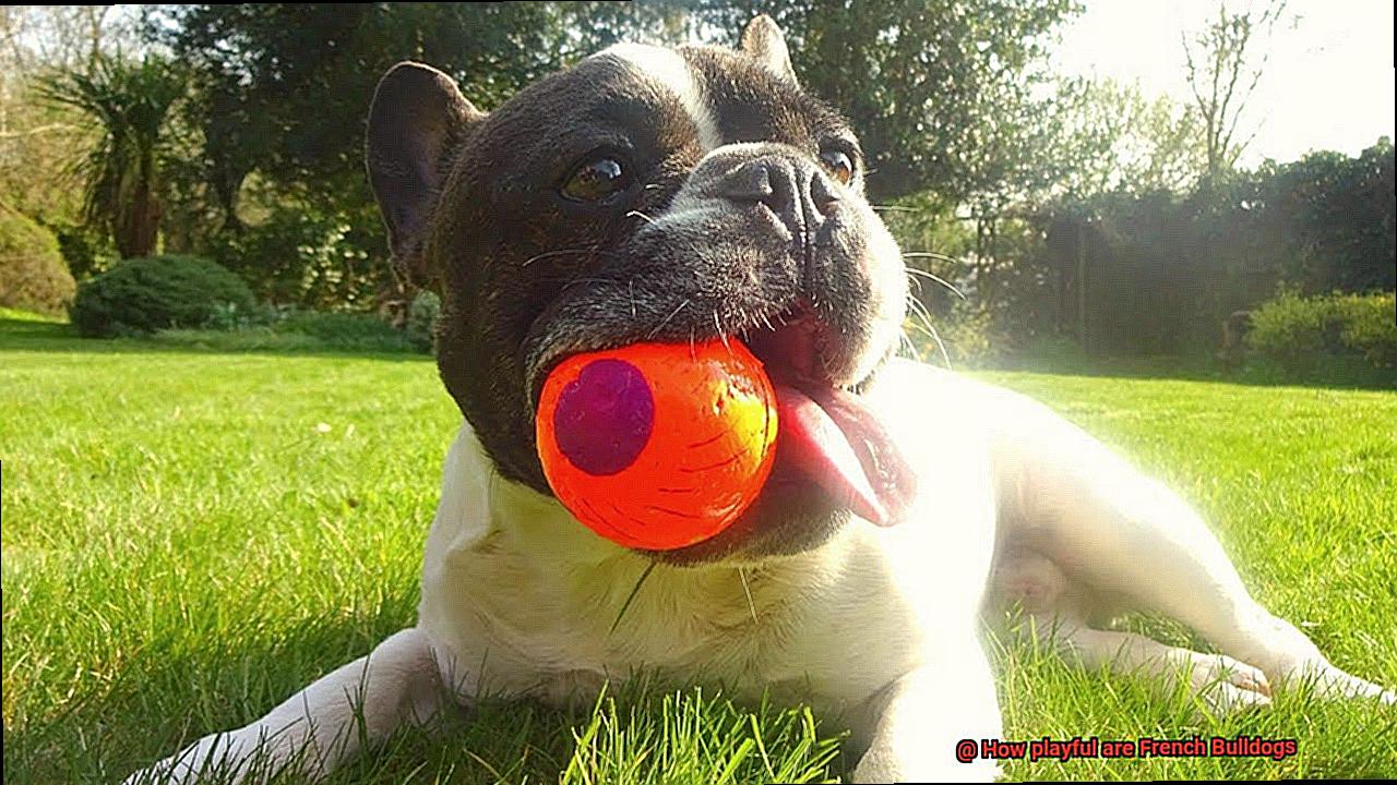 How playful are French Bulldogs-9