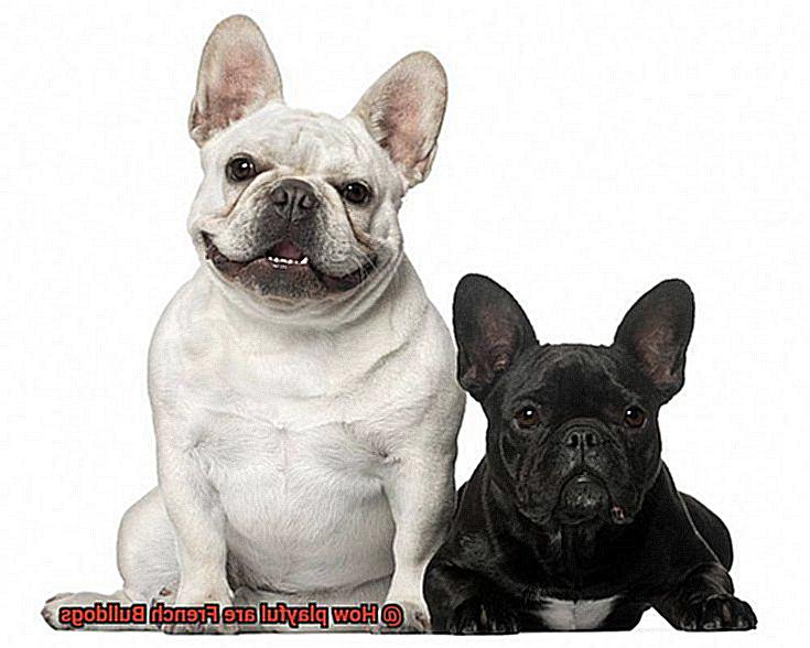 How playful are French Bulldogs-6