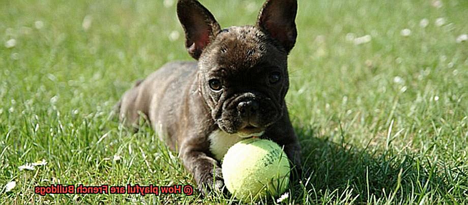 How playful are French Bulldogs-7