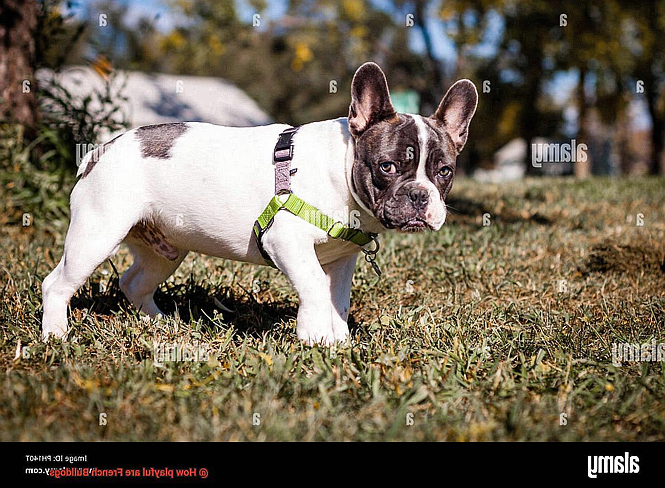 How playful are French Bulldogs-2