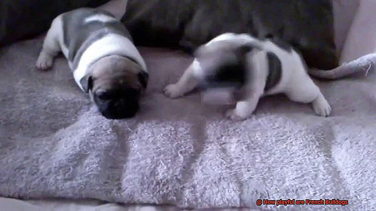 How playful are French Bulldogs-11