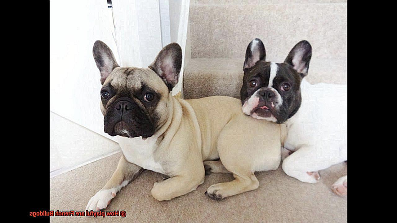 How playful are French Bulldogs-5