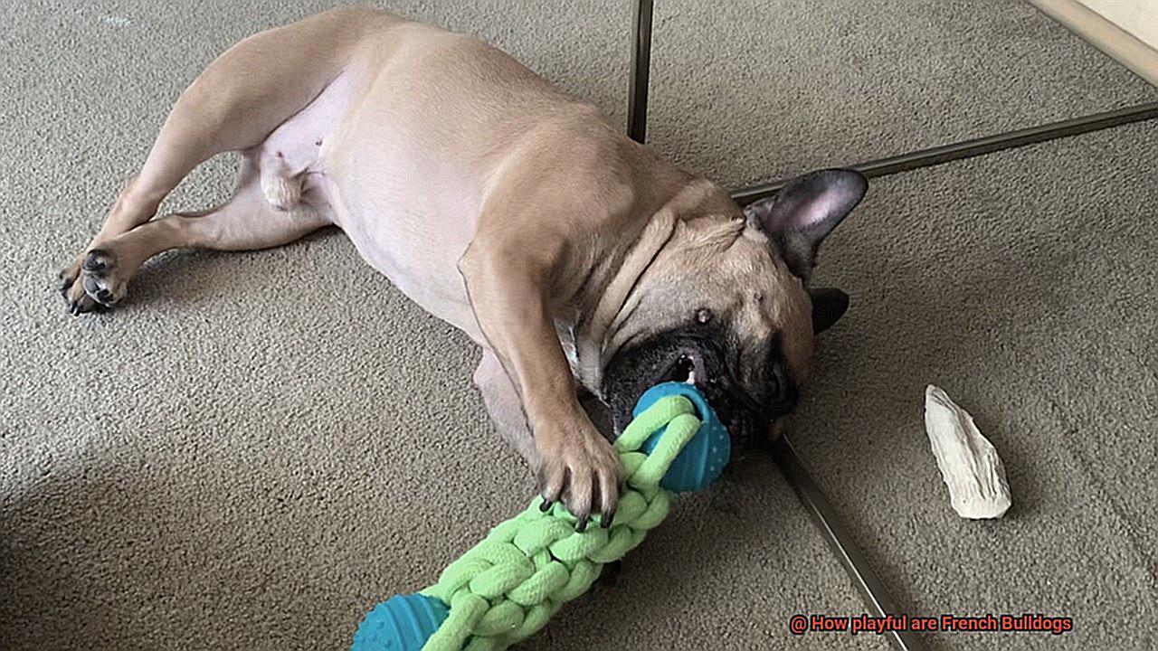 How playful are French Bulldogs-10