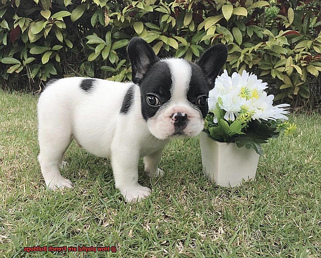 How playful are French Bulldogs-3