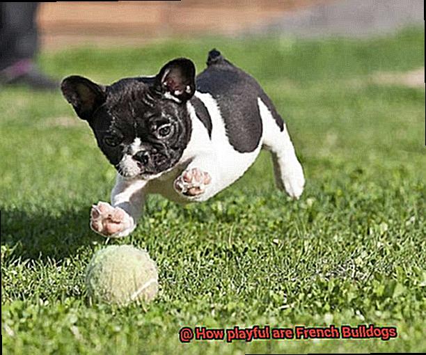 How playful are French Bulldogs-8