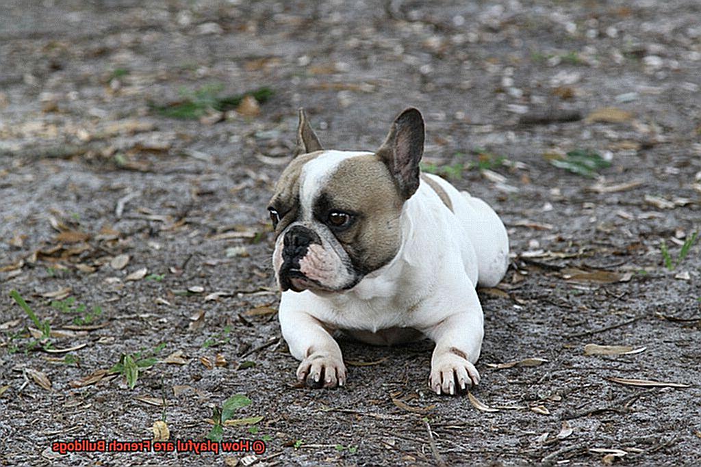 How playful are French Bulldogs-4