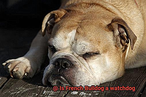 Is French Bulldog a watchdog-3