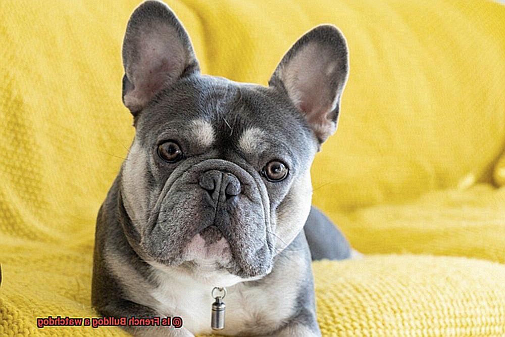 Is French Bulldog a watchdog-5