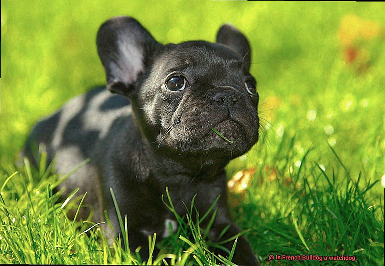 Is French Bulldog a watchdog-4