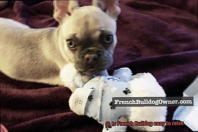 Is French Bulldog easy to raise-2