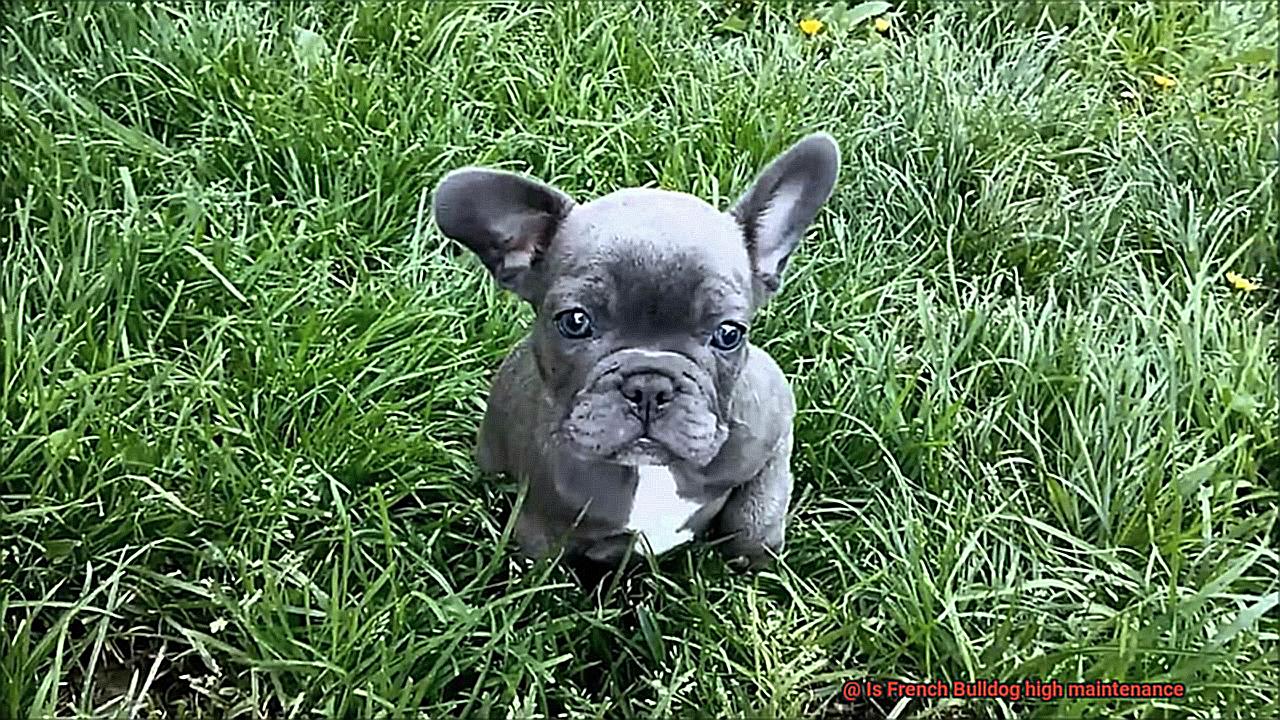 Is French Bulldog high maintenance-4