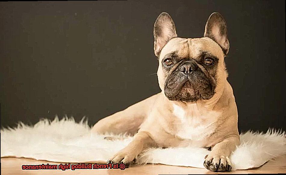 Is French Bulldog high maintenance-2