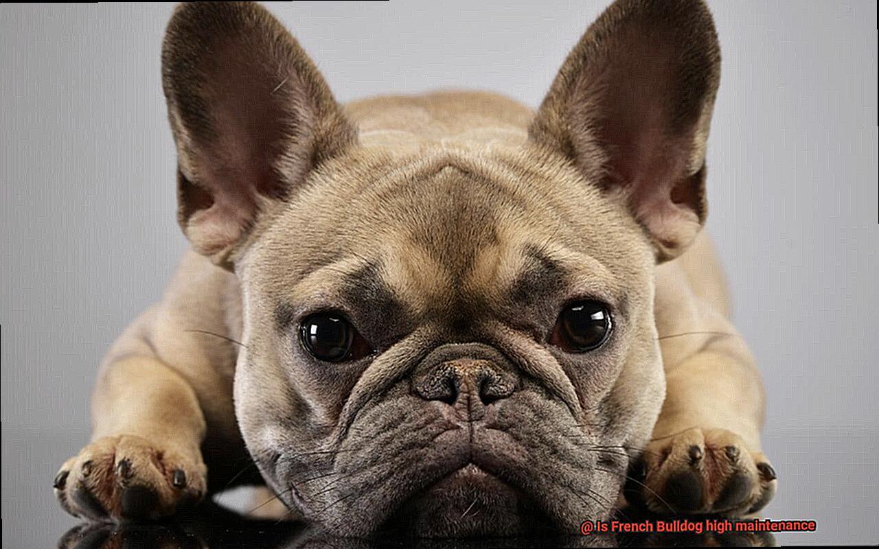 Is French Bulldog high maintenance-5