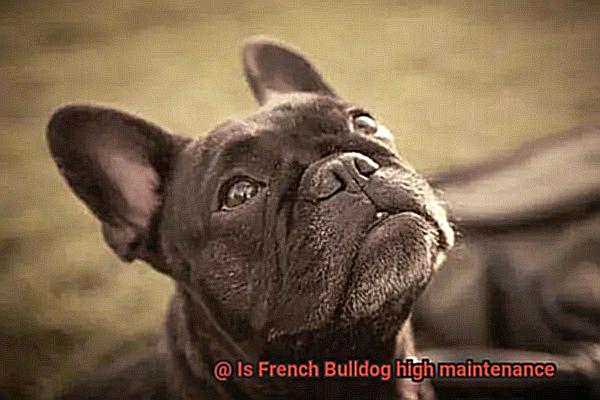 Is French Bulldog high maintenance-3