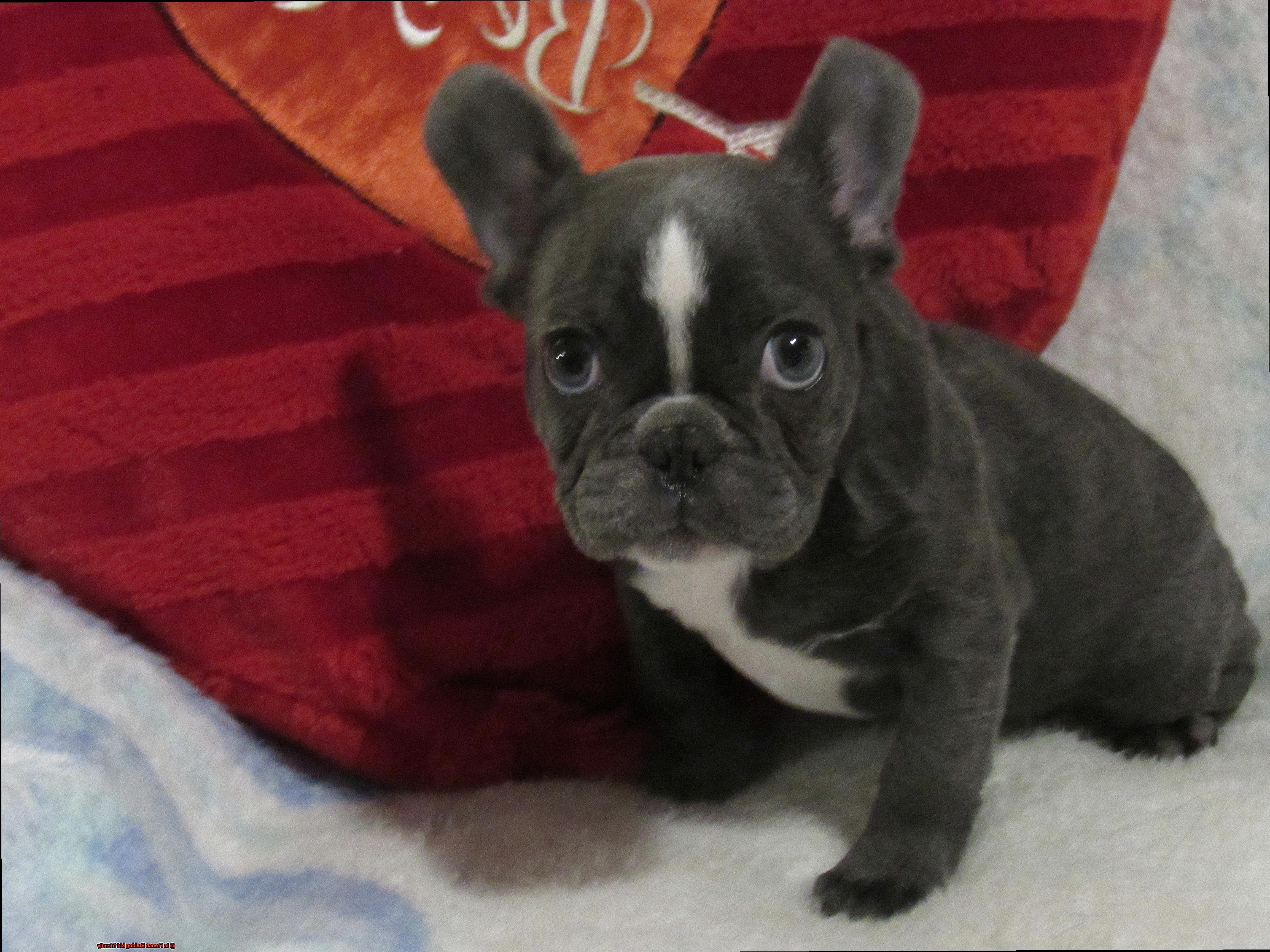 Is French Bulldog kid friendly?