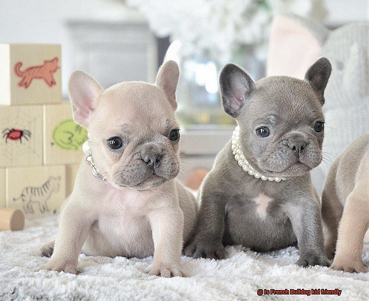 Is French Bulldog kid friendly-6