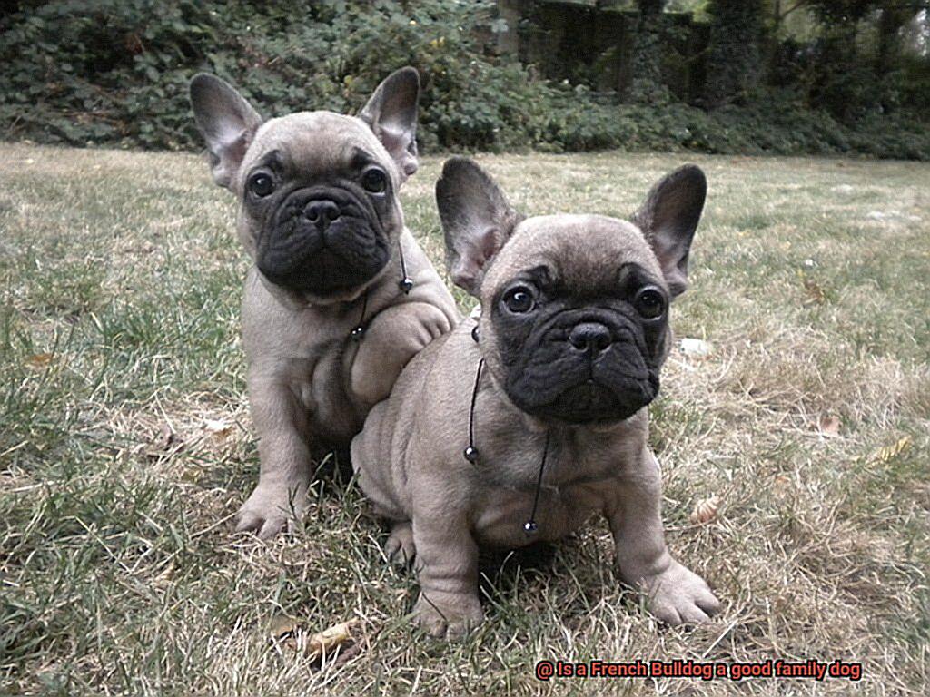 Is a French Bulldog a good family dog-4