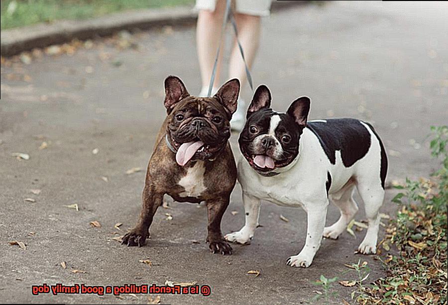 Is a French Bulldog a good family dog-6