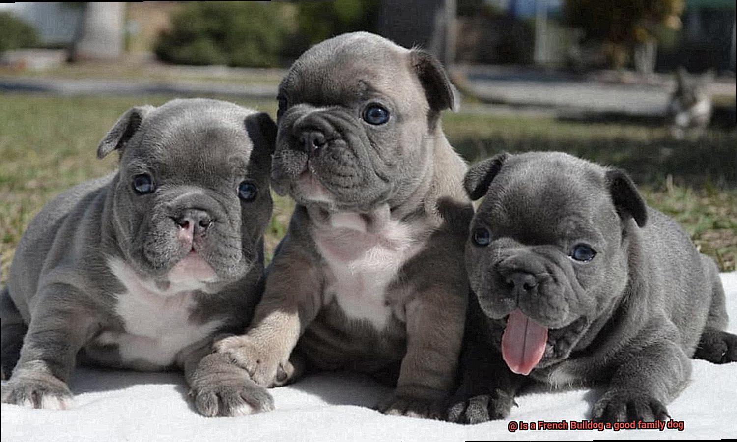 Is a French Bulldog a good family dog-5