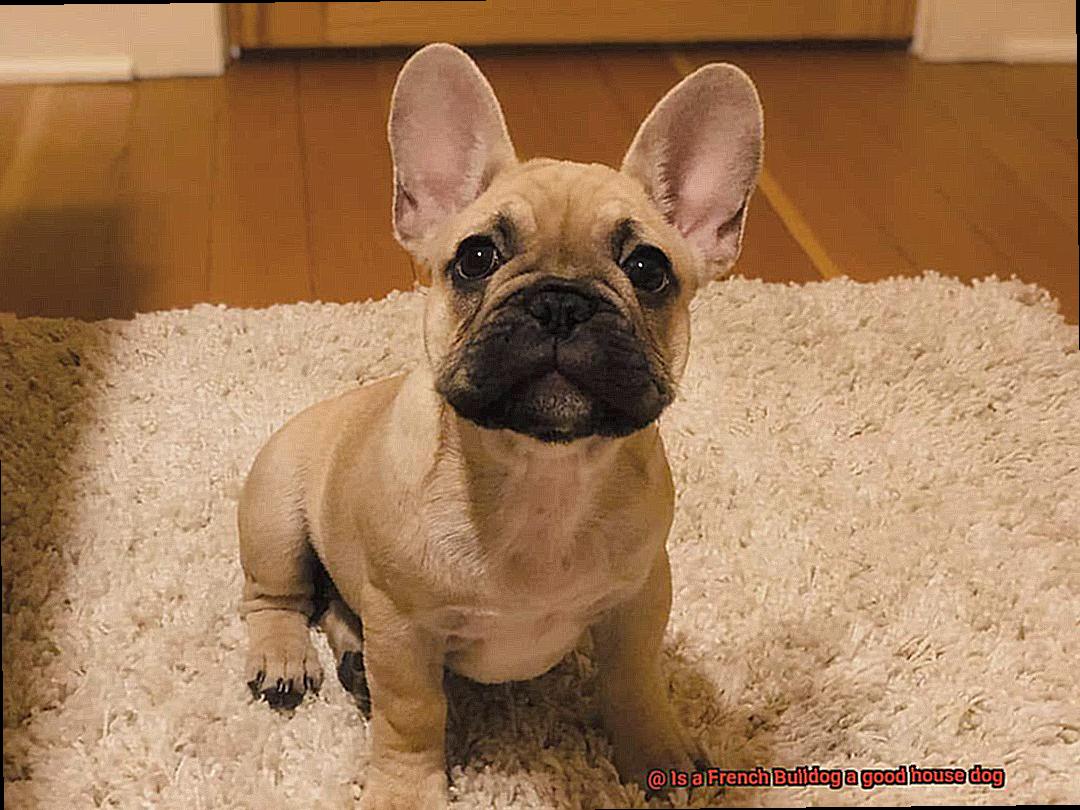 Is a French Bulldog a good house dog-2