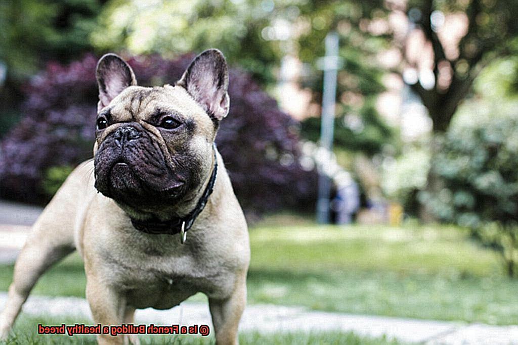 Is a French Bulldog a healthy breed-8