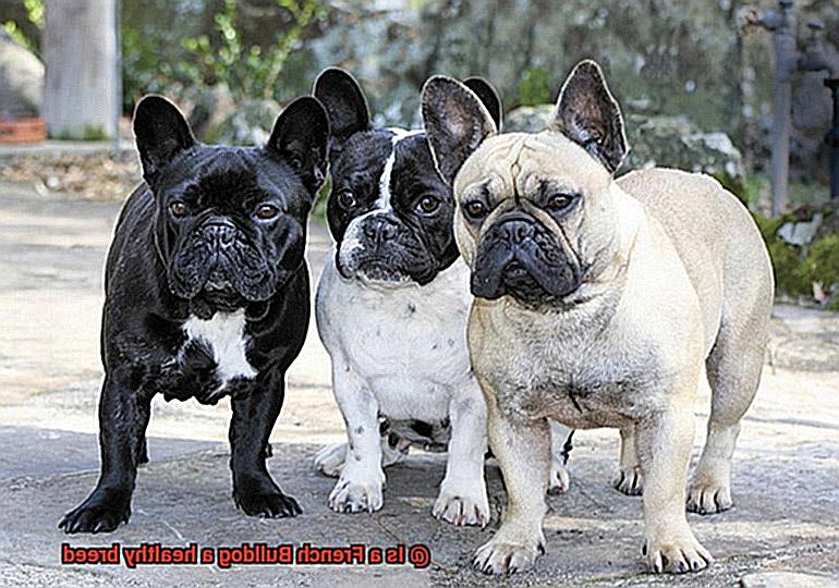 Is a French Bulldog a healthy breed-4