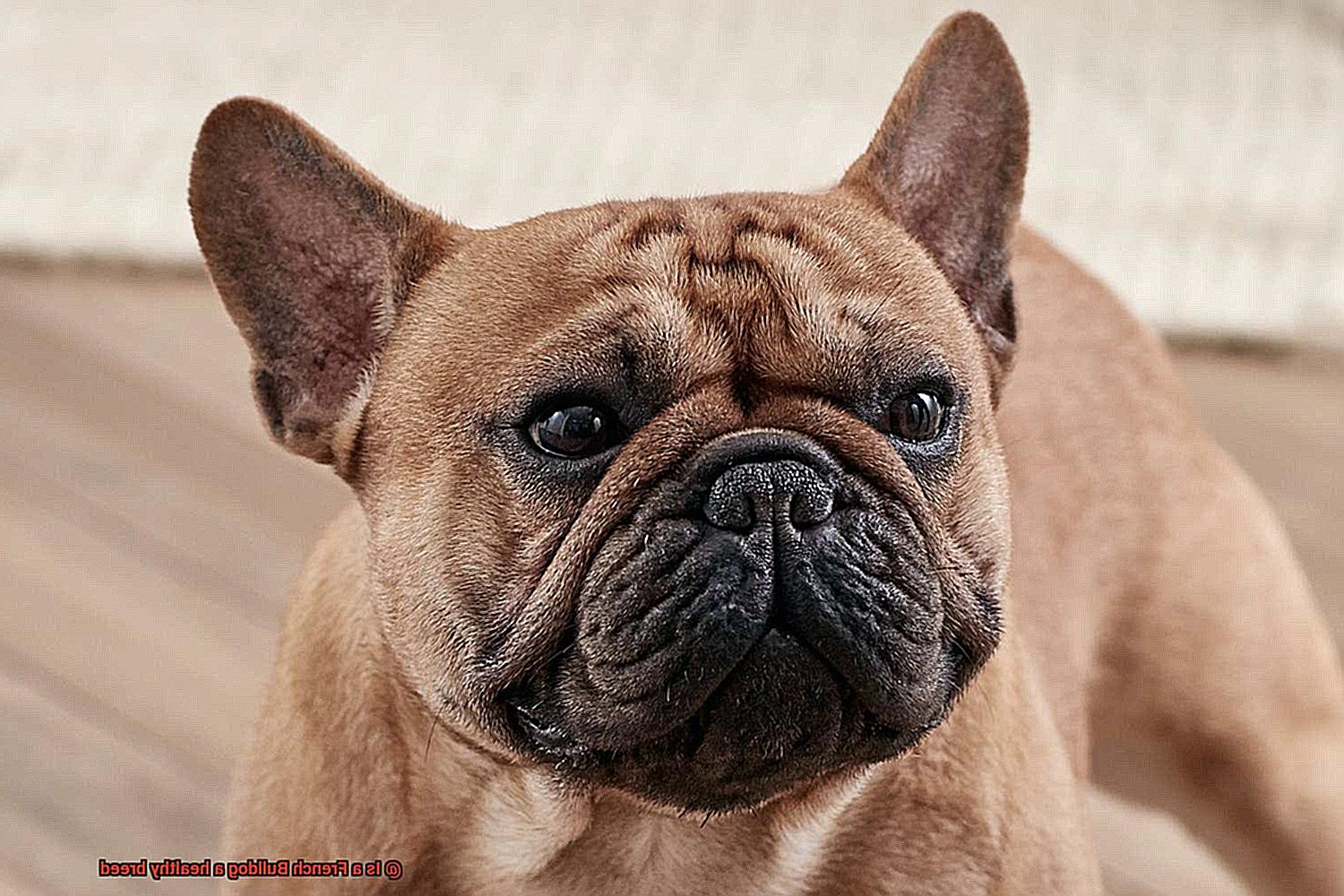 Is a French Bulldog a healthy breed-2