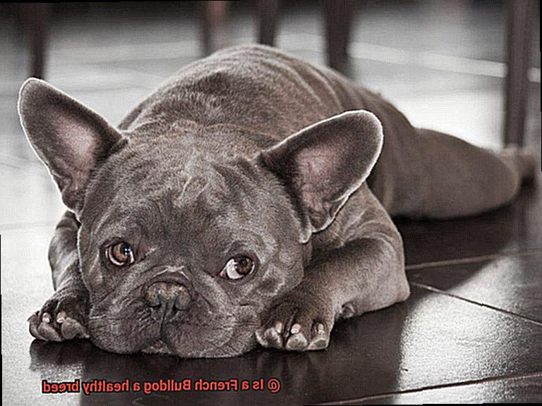 Is a French Bulldog a healthy breed-9