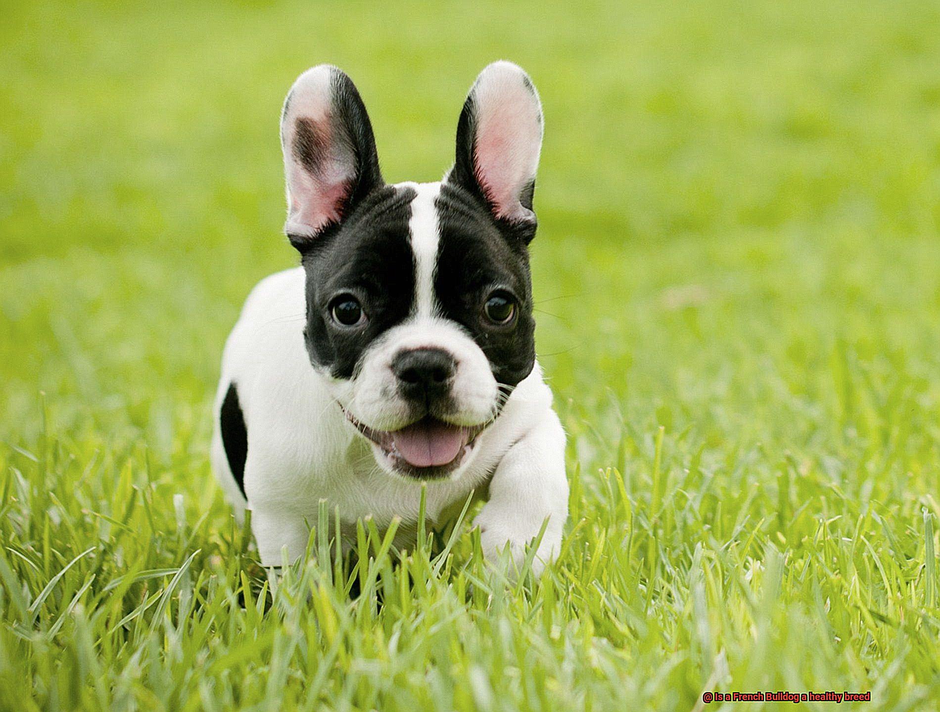 Is a French Bulldog a healthy breed-7