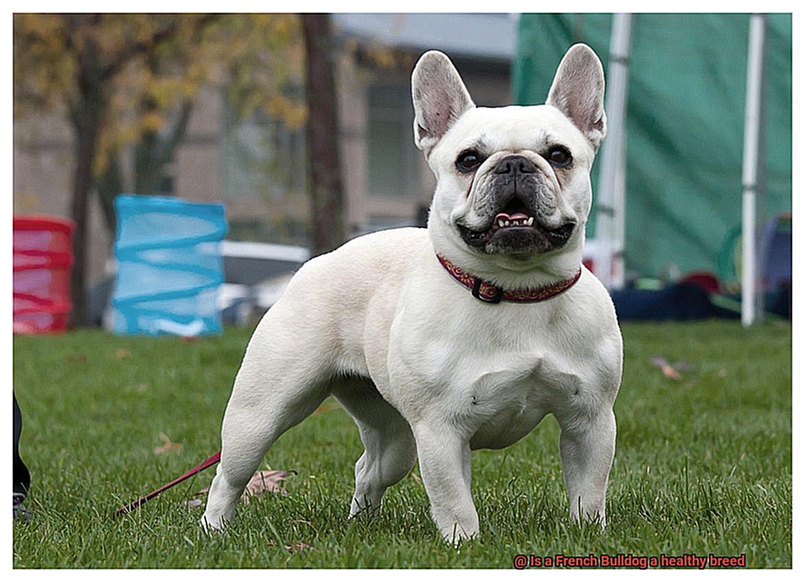 Is a French Bulldog a healthy breed-6