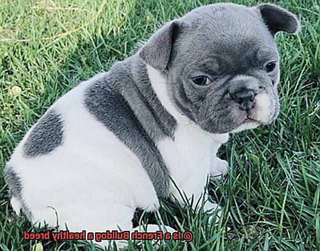 Is a French Bulldog a healthy breed-5