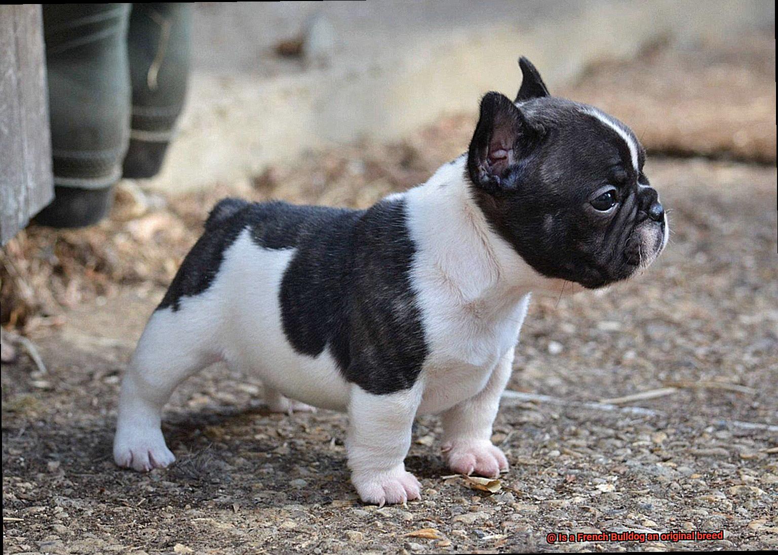 Is a French Bulldog an original breed-3