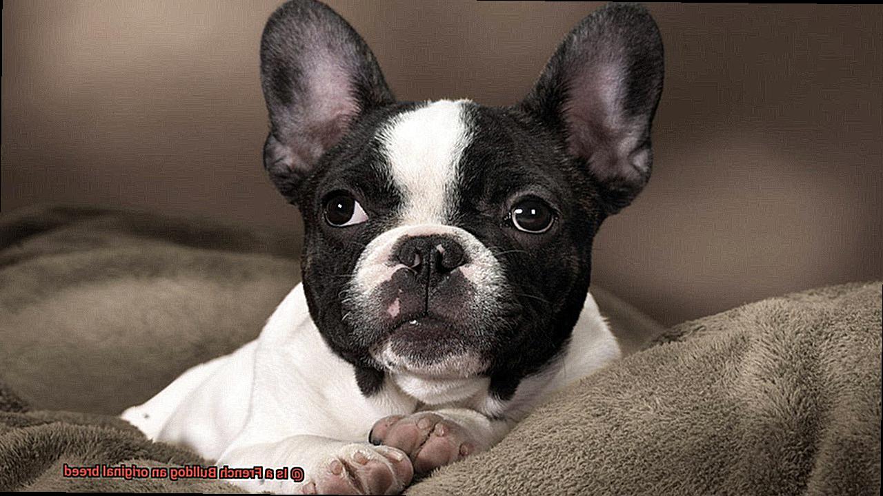 Is a French Bulldog an original breed-2