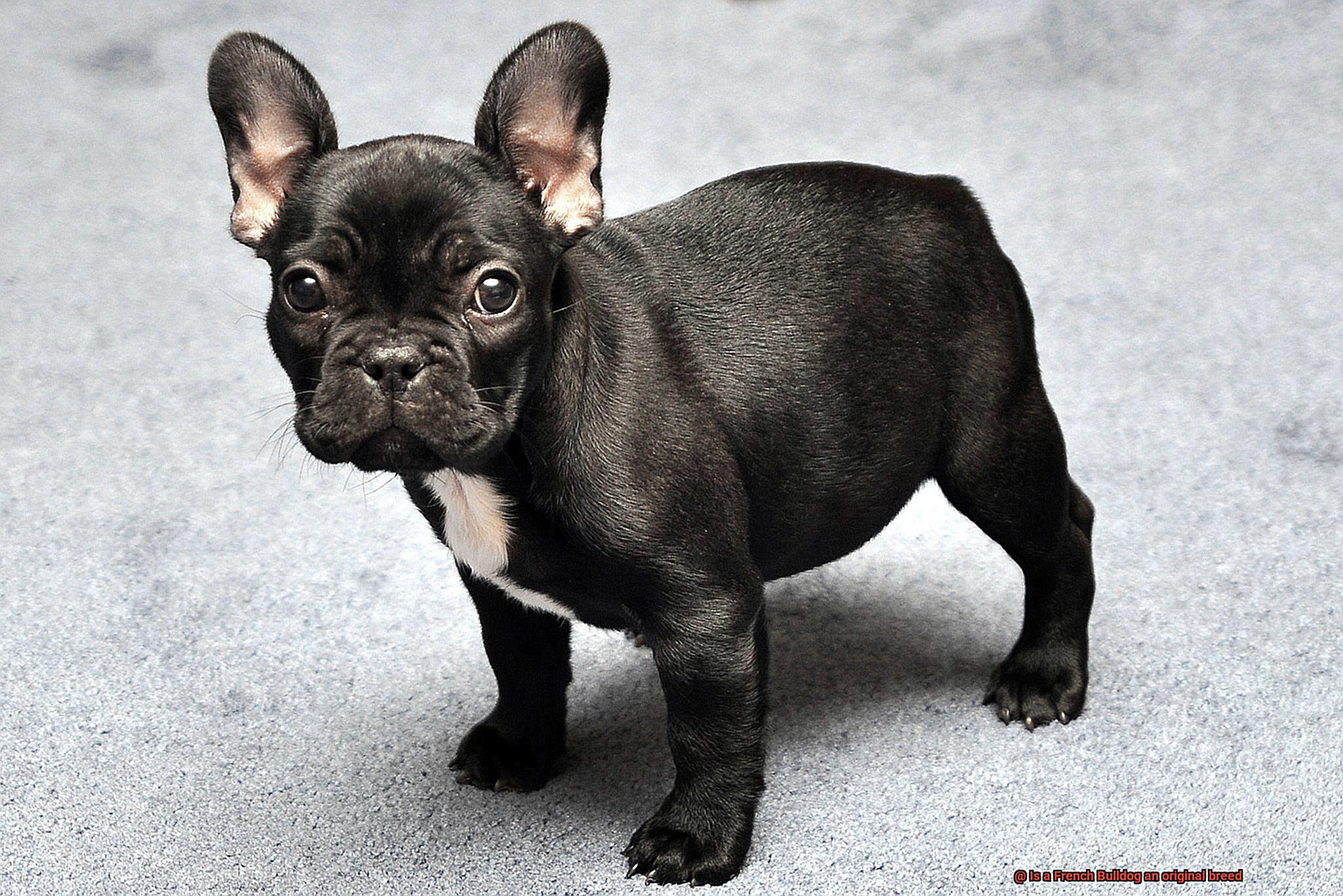 Is a French Bulldog an original breed-9