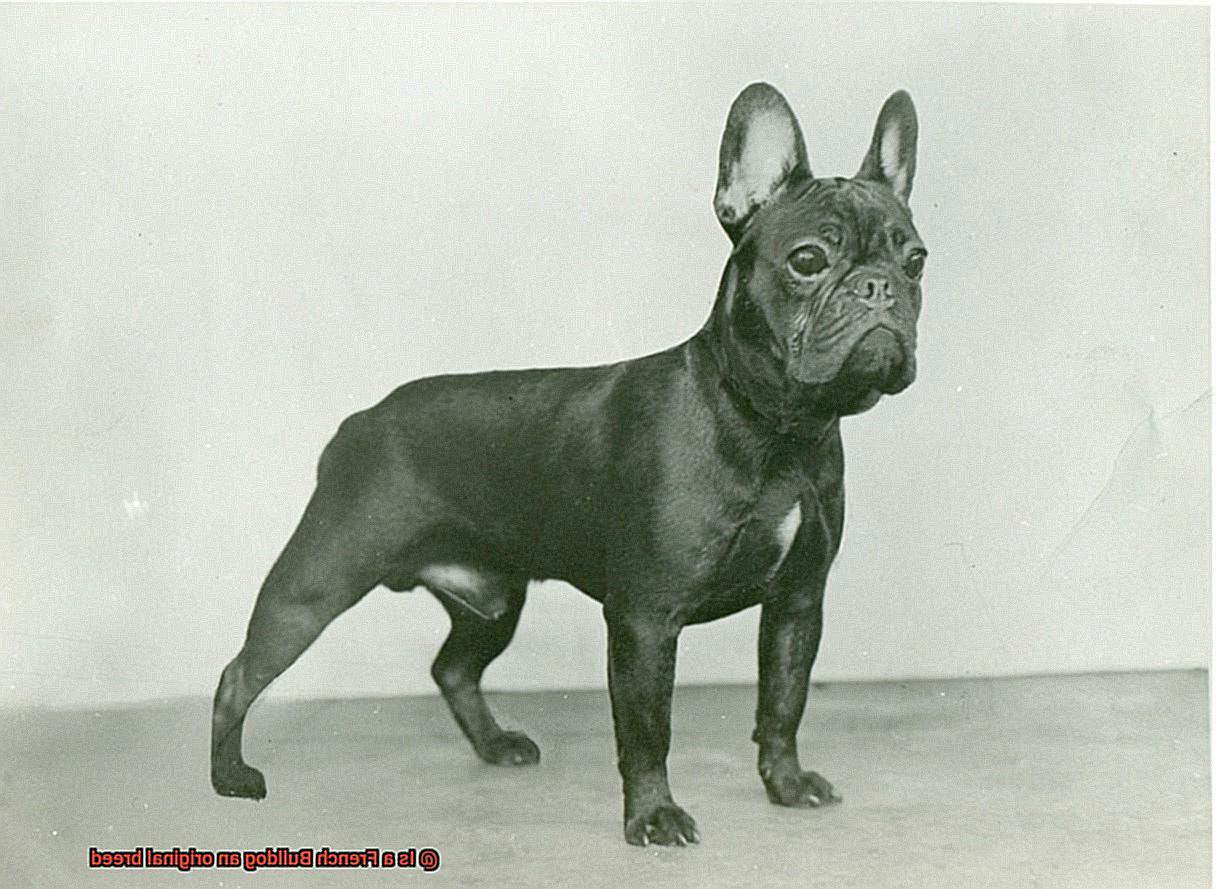 Is a French Bulldog an original breed-12