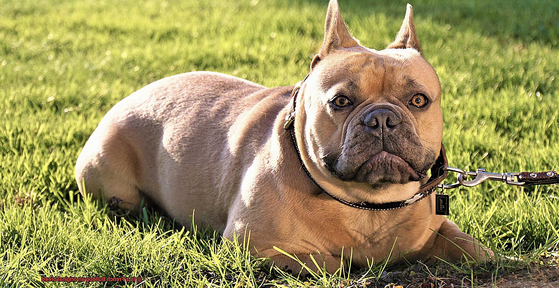 Is a French Bulldog an original breed-4