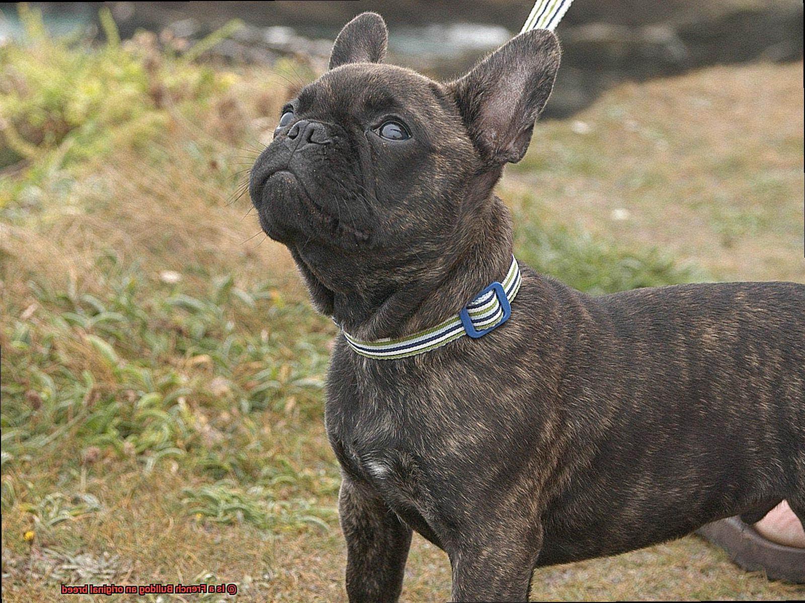 Is a French Bulldog an original breed-8