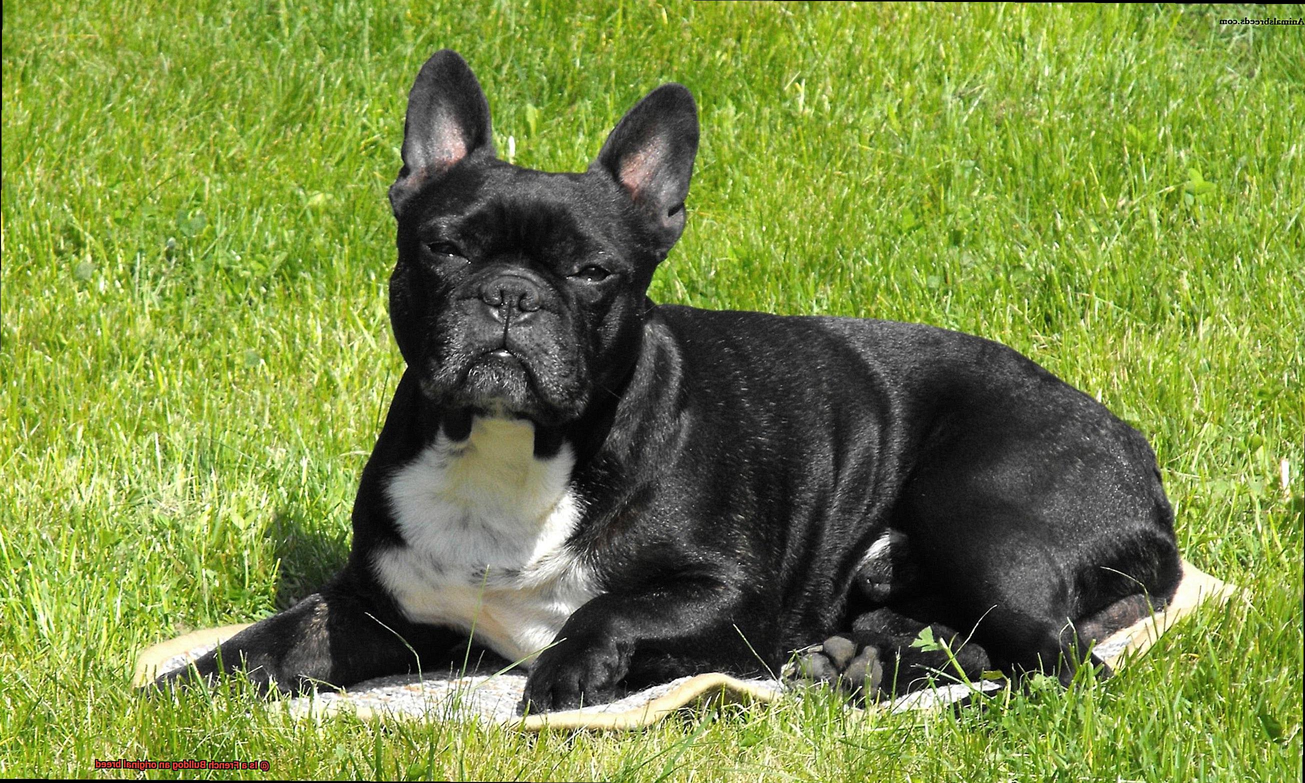 Is a French Bulldog an original breed-11