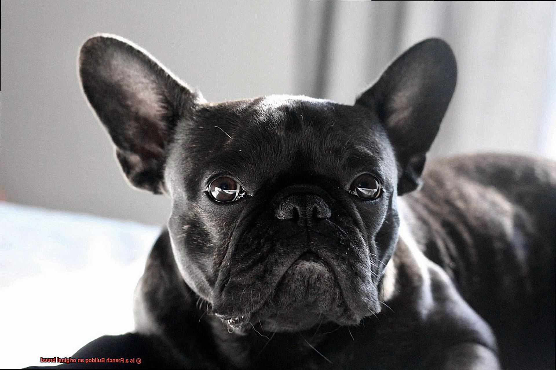 Is a French Bulldog an original breed-6