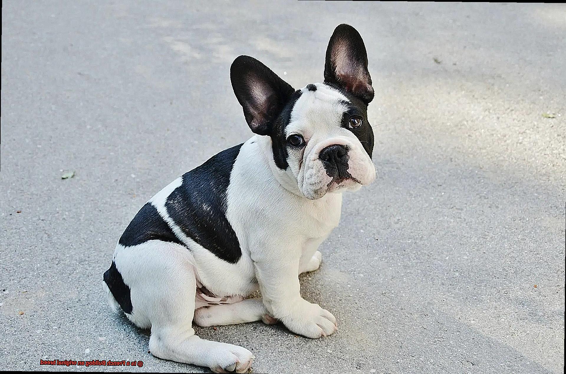 Is a French Bulldog an original breed-5