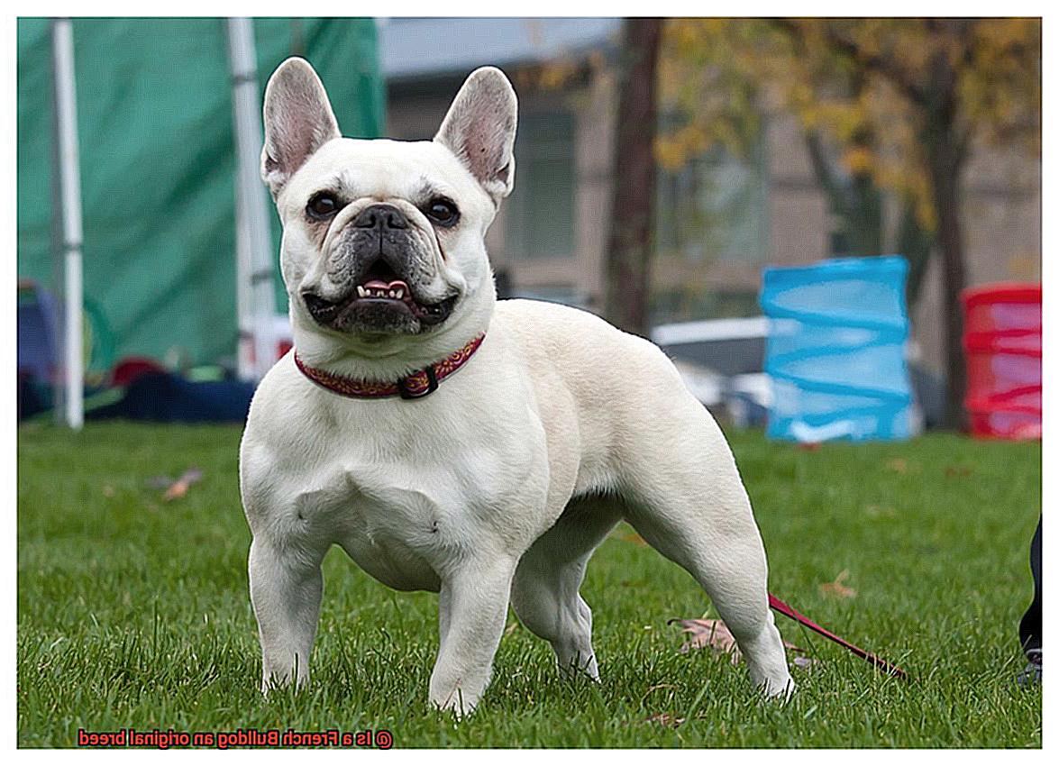 Is a French Bulldog an original breed-7