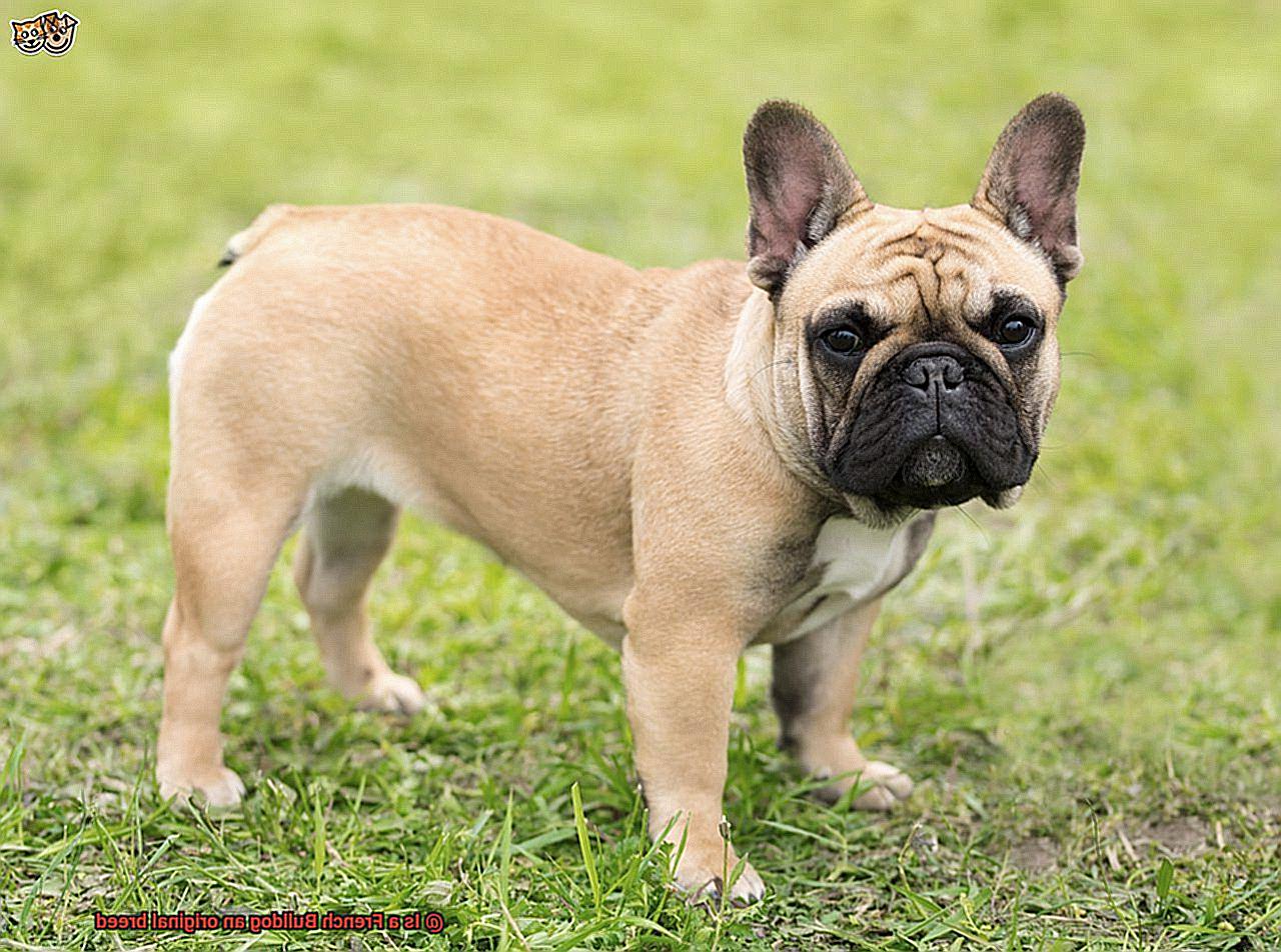 Is a French Bulldog an original breed-10