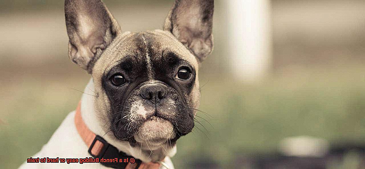 Is a French Bulldog easy or hard to train-2